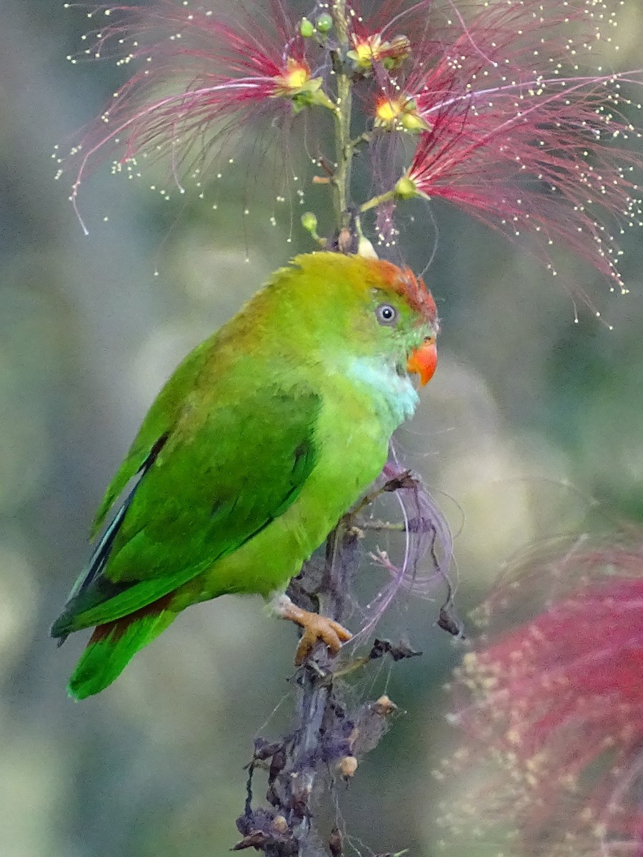 Sri Lanka Hanging-Parrot - ML620820908