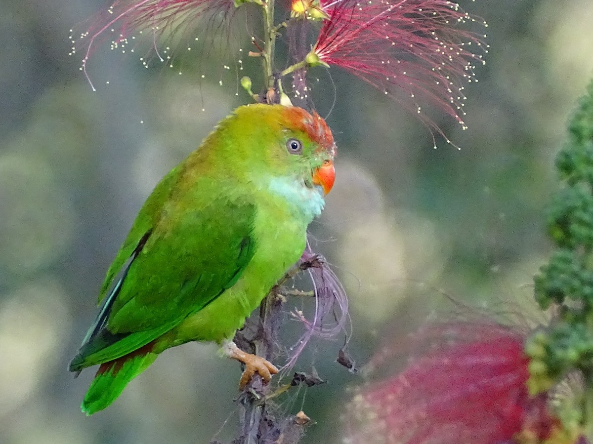 Sri Lanka Hanging-Parrot - ML620820910