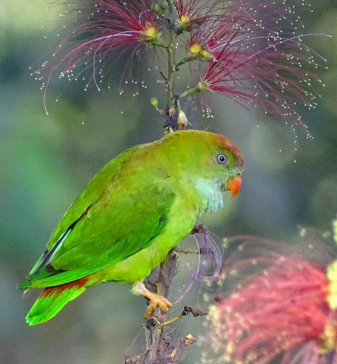 Sri Lanka Hanging-Parrot - ML620820911