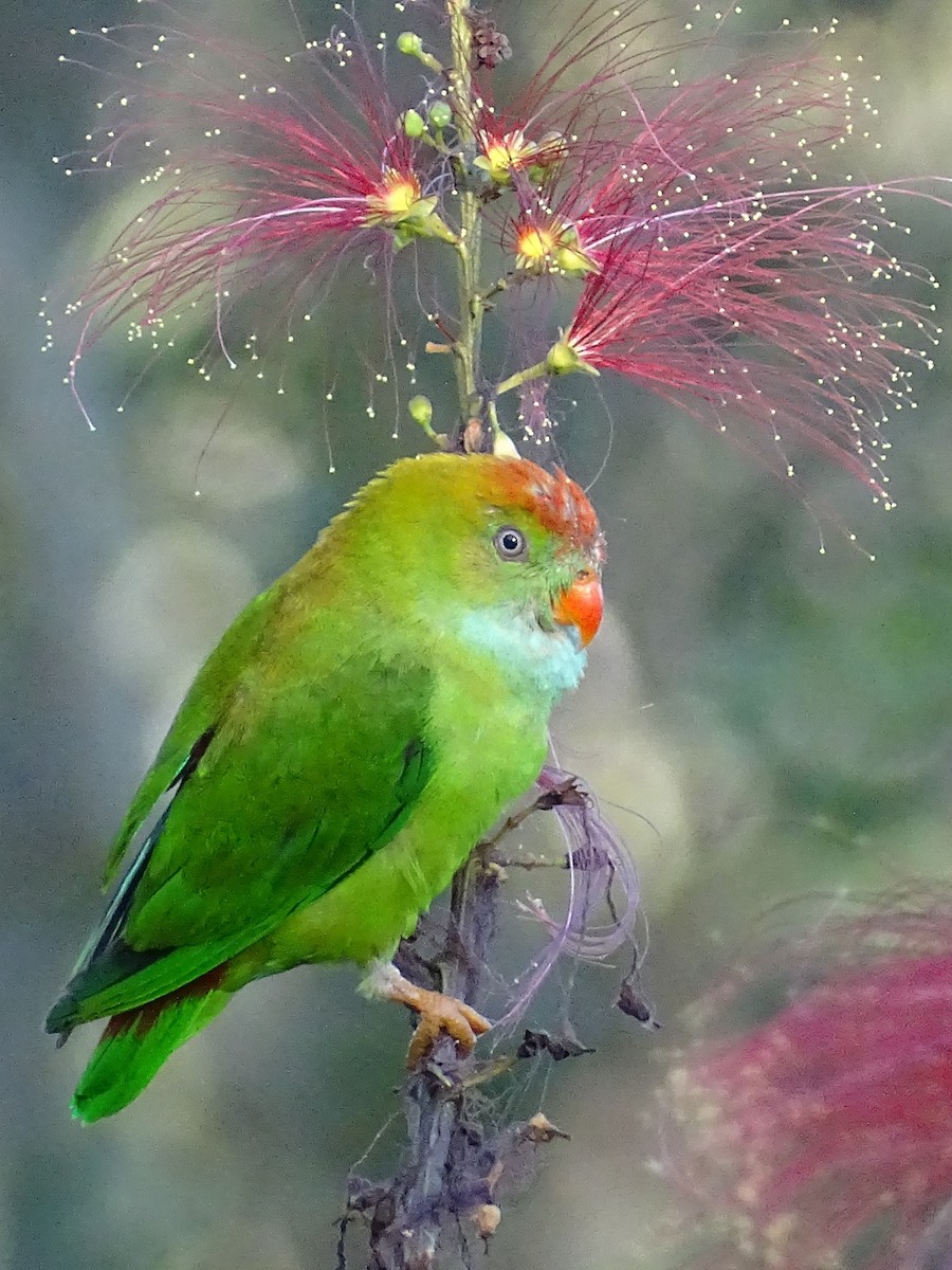 Sri Lanka Hanging-Parrot - ML620820912