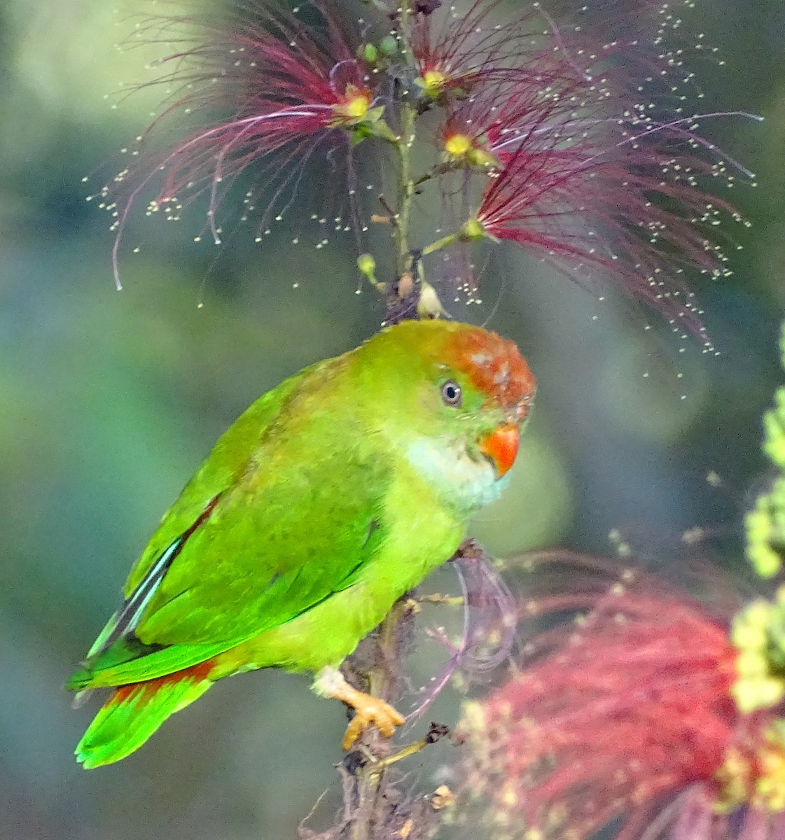 Sri Lanka Hanging-Parrot - ML620820913