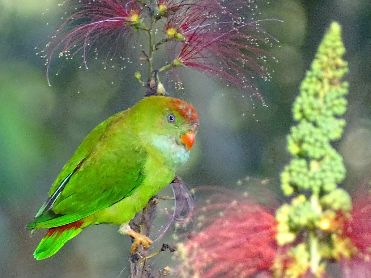 Sri Lanka Hanging-Parrot - ML620820914