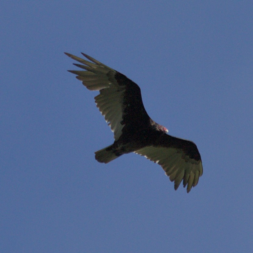 Turkey Vulture - ML620820915