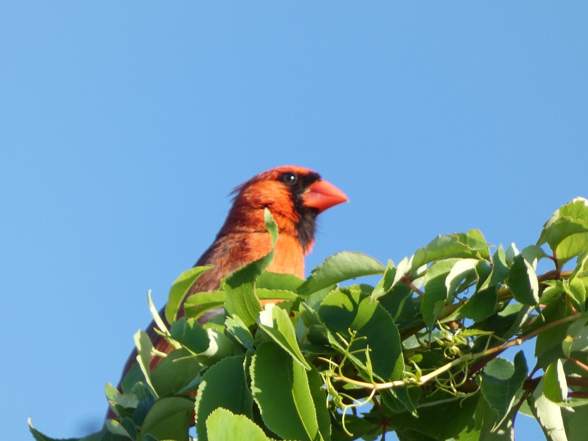 Cardinal rouge - ML620820916