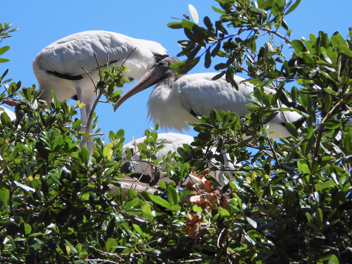 Wood Stork - ML620820918