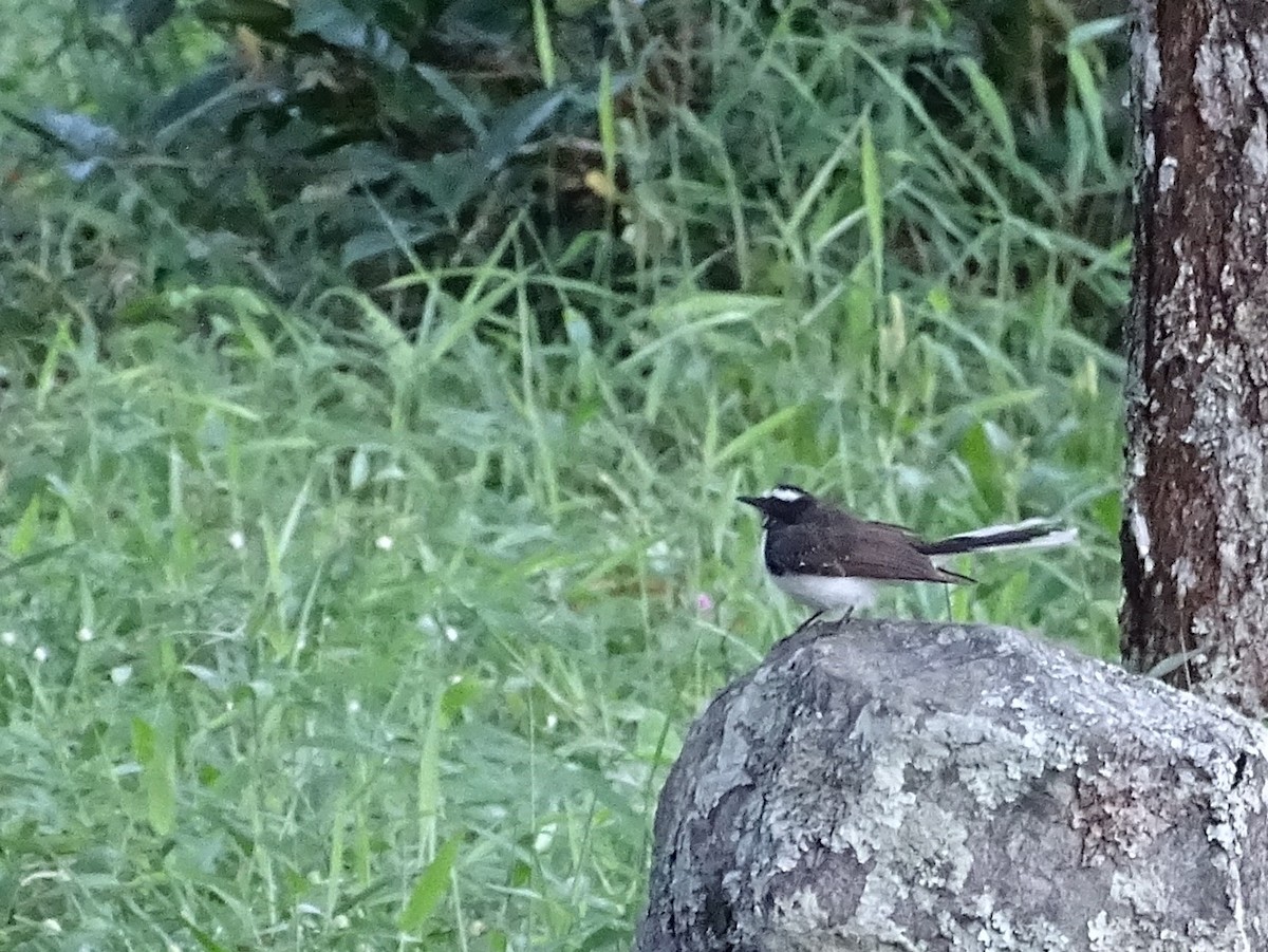 White-browed Fantail - ML620820921