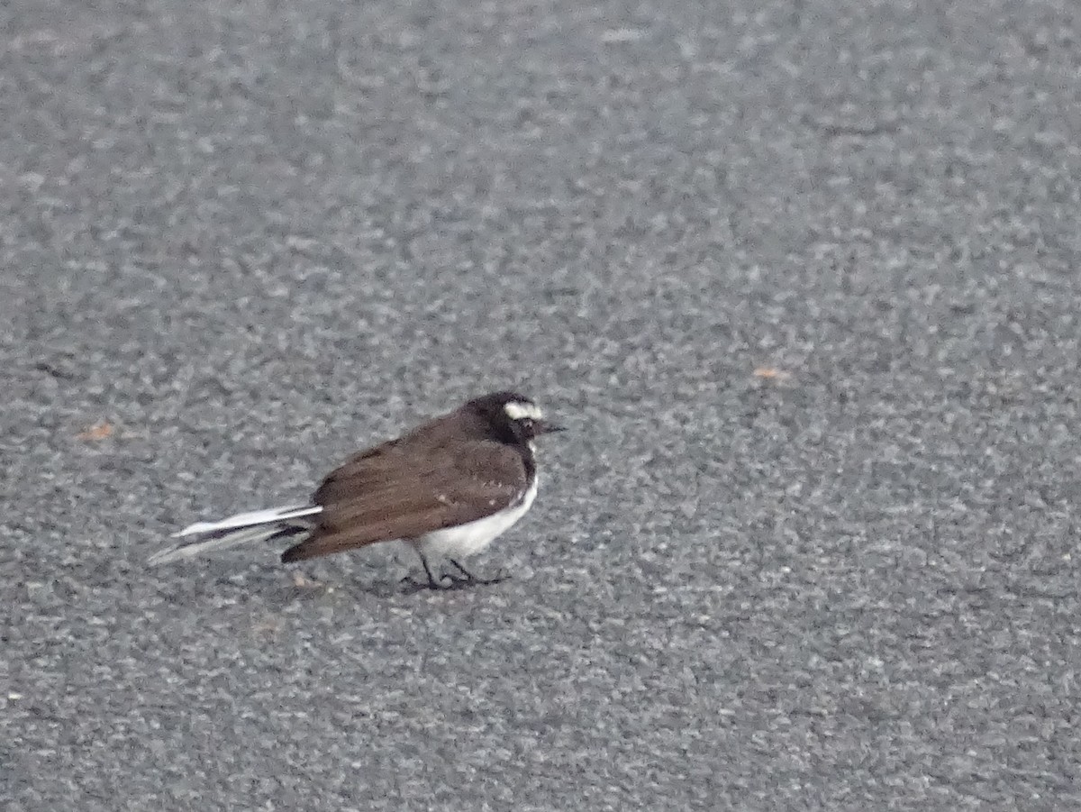 White-browed Fantail - Sri Srikumar