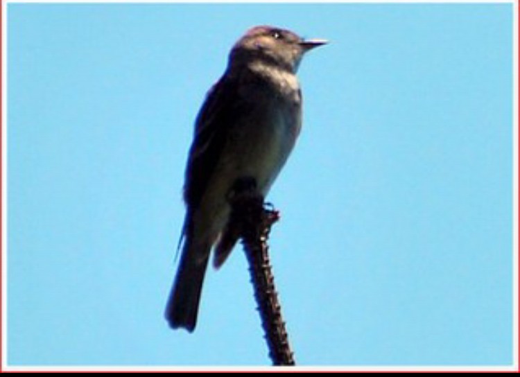 Western Wood-Pewee - ML620820928