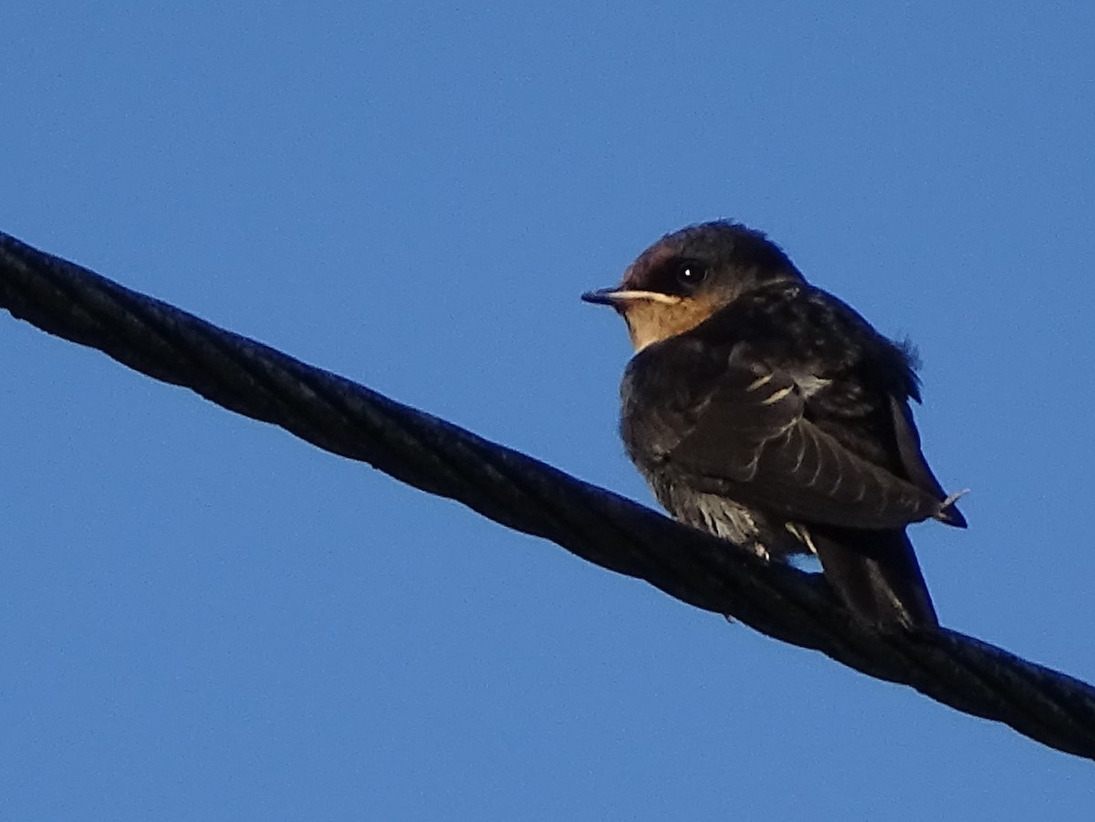 Hill Swallow - ML620820938