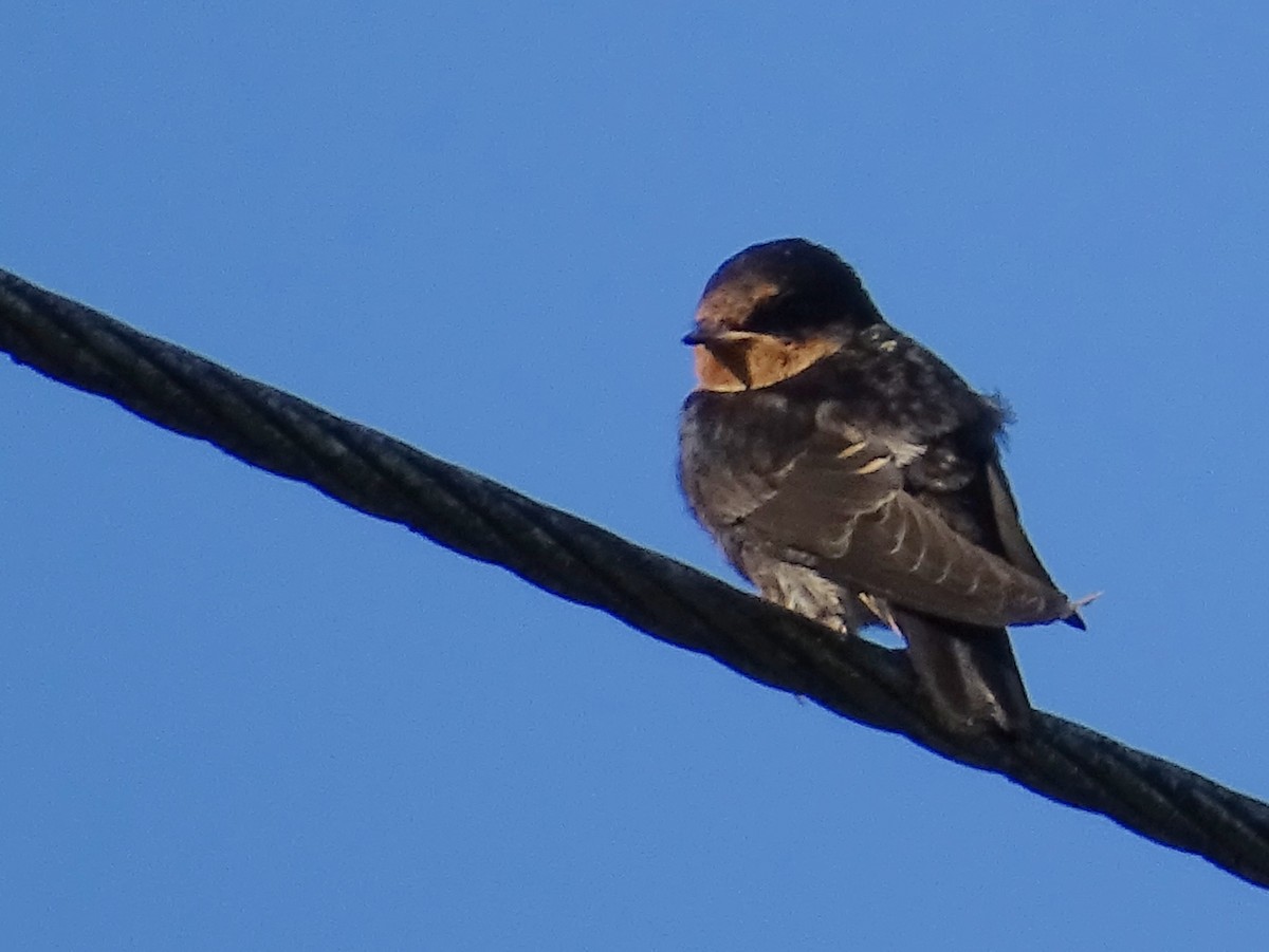 Hill Swallow - ML620820939