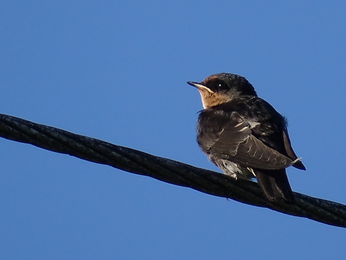 Hill Swallow - ML620820940