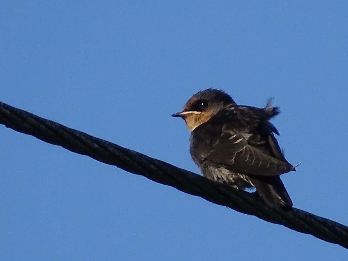 Hill Swallow - ML620820941