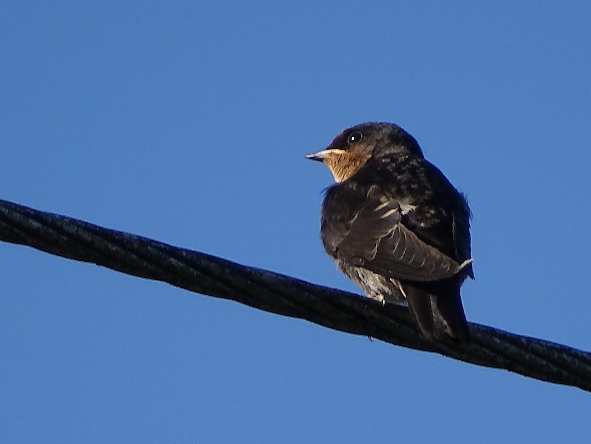 Hill Swallow - ML620820942