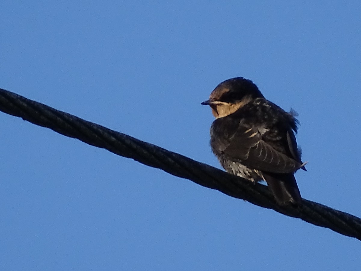 Hill Swallow - ML620820943