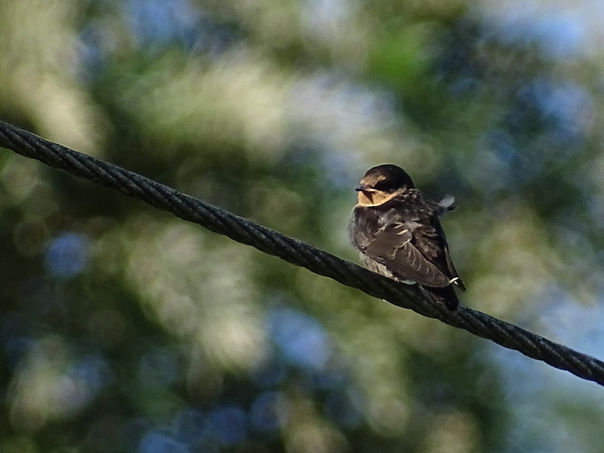 Hill Swallow - ML620820944