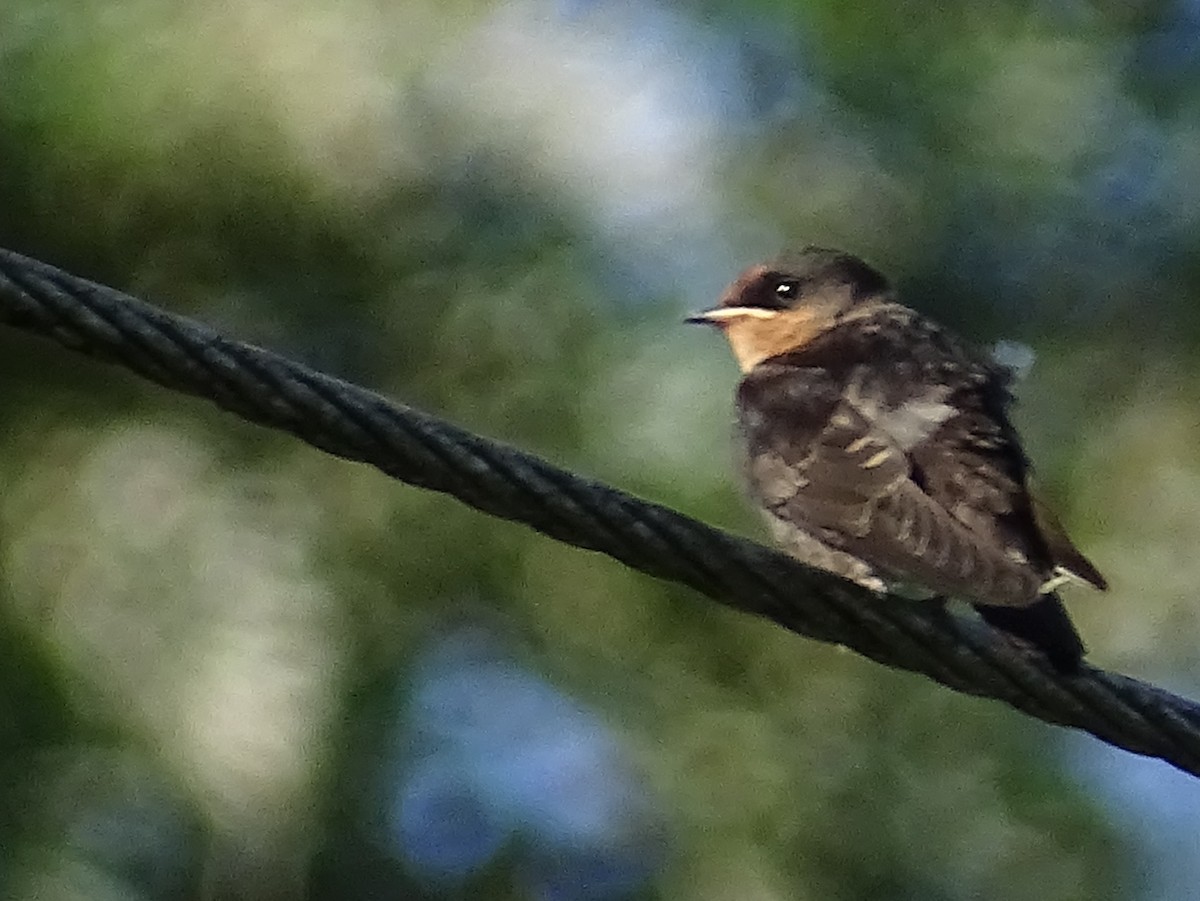 Hill Swallow - ML620820945