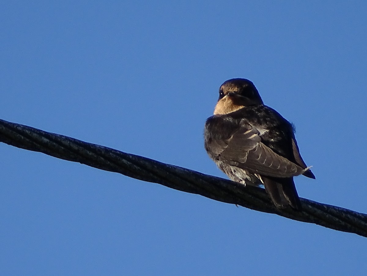 Hill Swallow - ML620820947