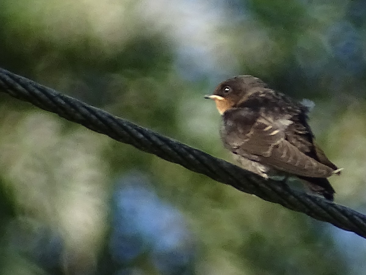 Hill Swallow - ML620820948