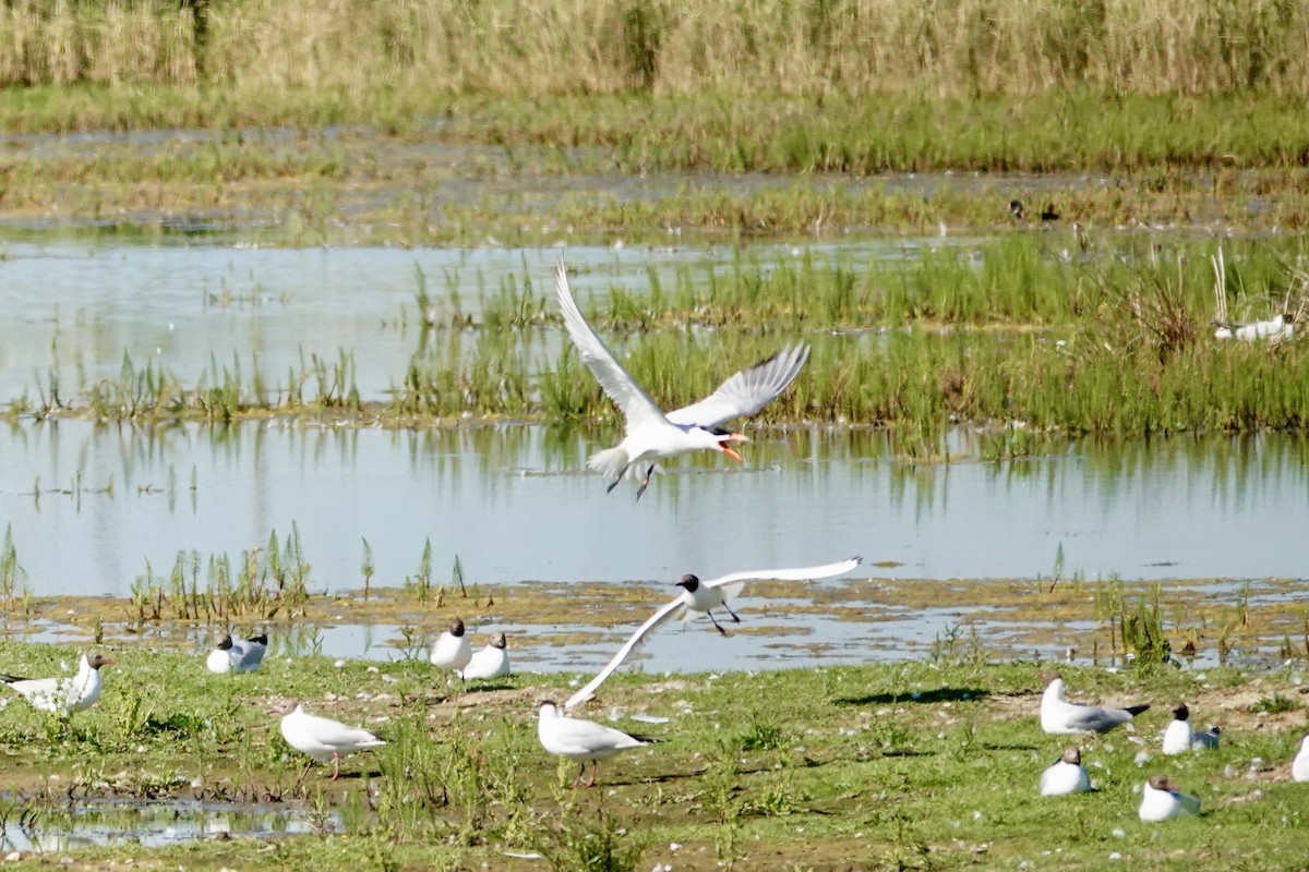 裏海燕鷗 - ML620820965