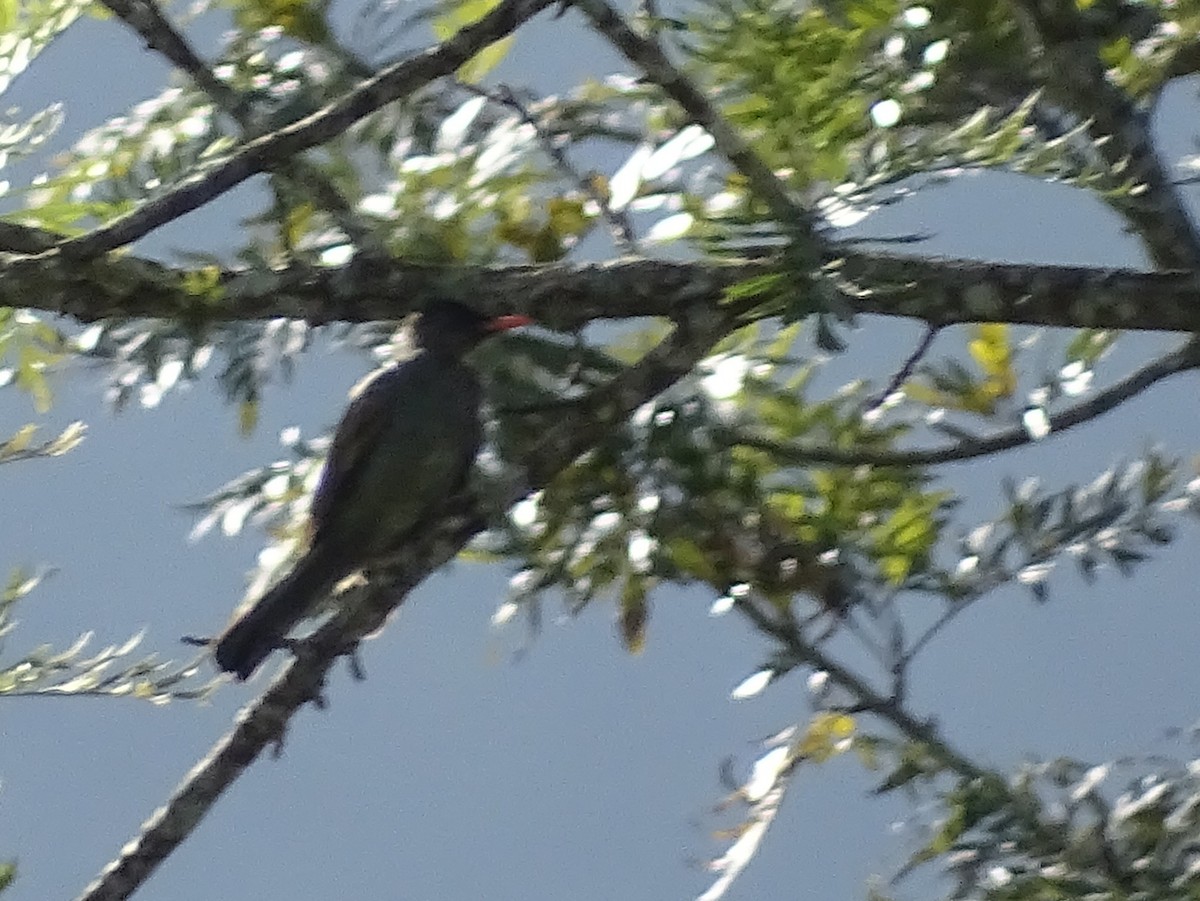 Square-tailed Bulbul - ML620820966