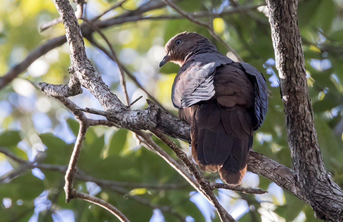 Brown Cuckoo-Dove - ML620820968