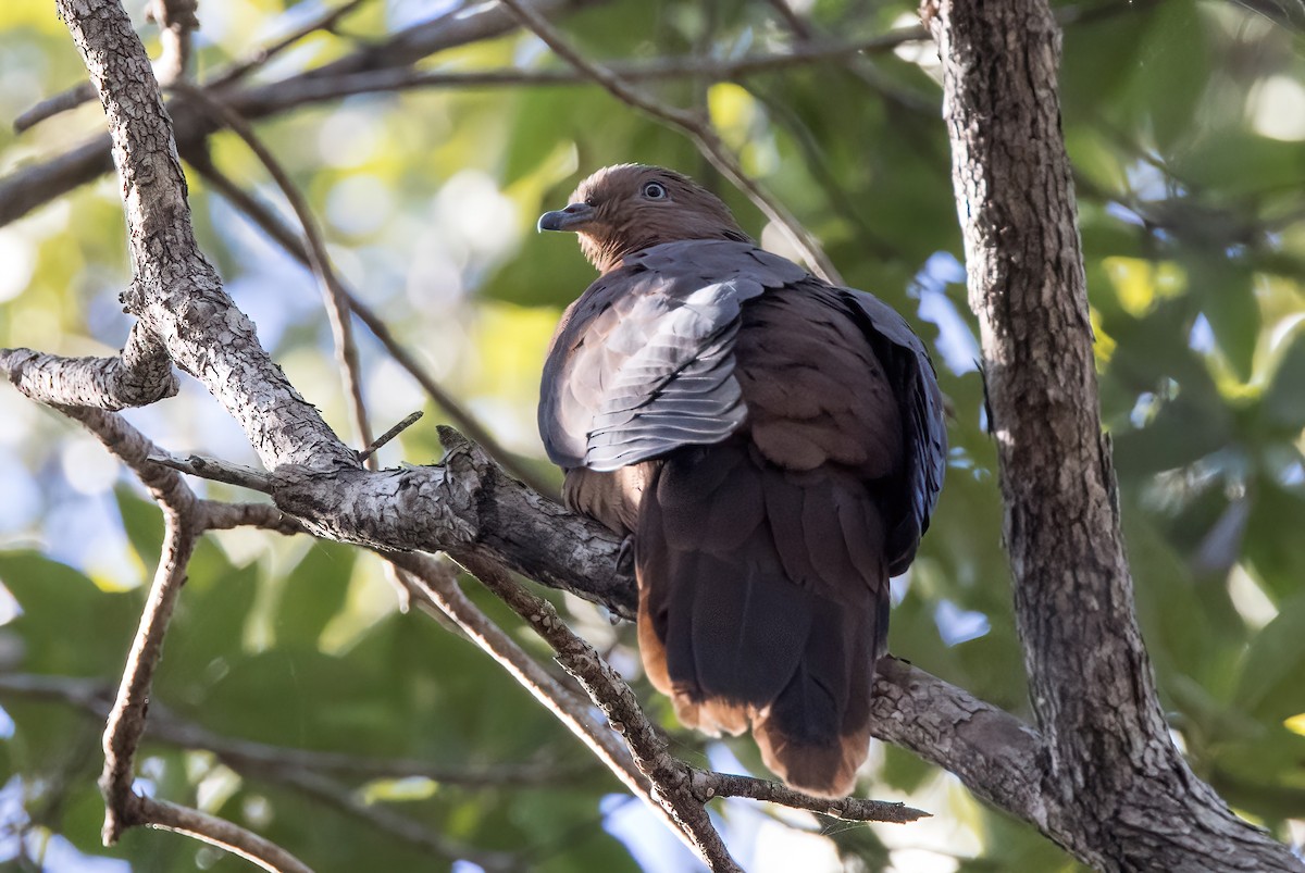 Brown Cuckoo-Dove - Chris Barnes