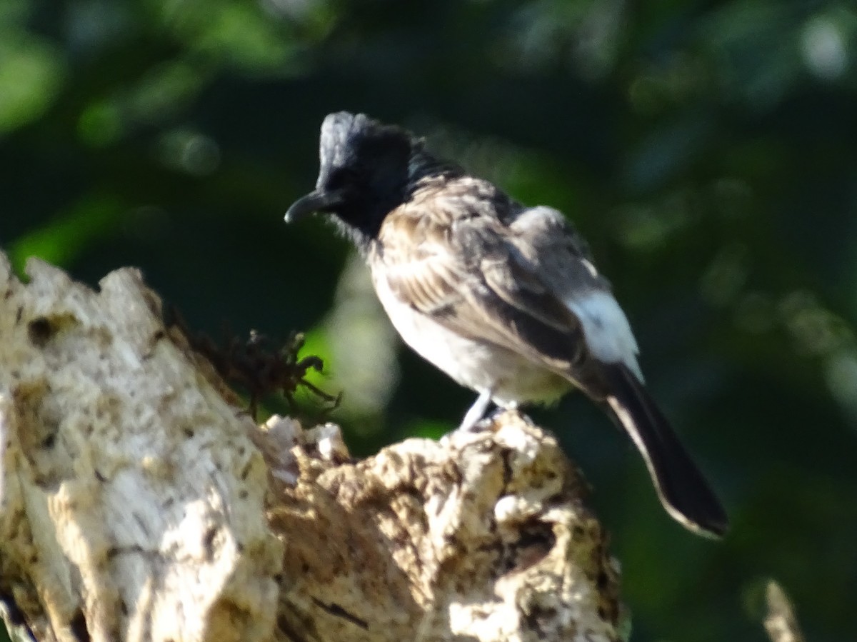 Red-vented Bulbul - ML620820971
