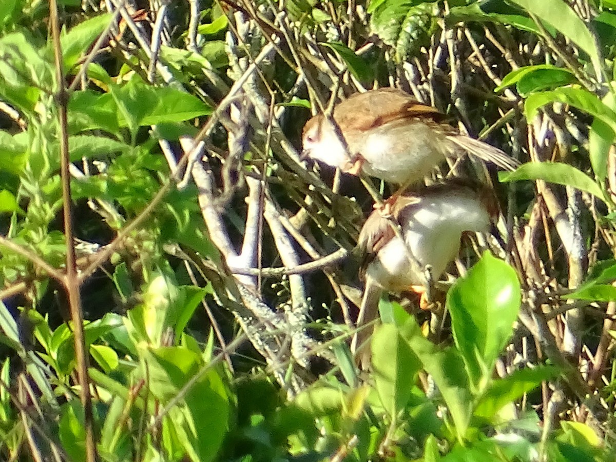 Yellow-eyed Babbler - ML620820975