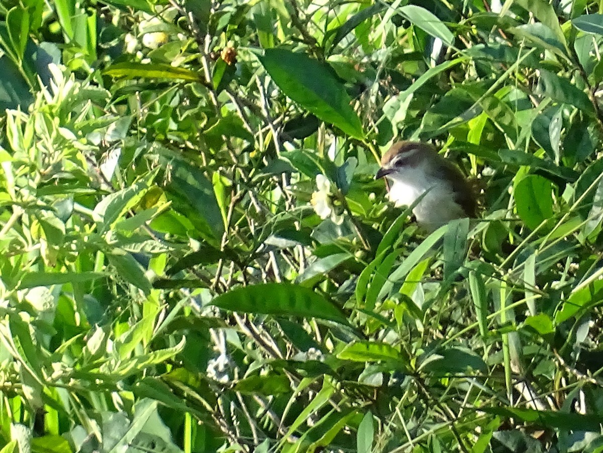 Yellow-eyed Babbler - ML620820976