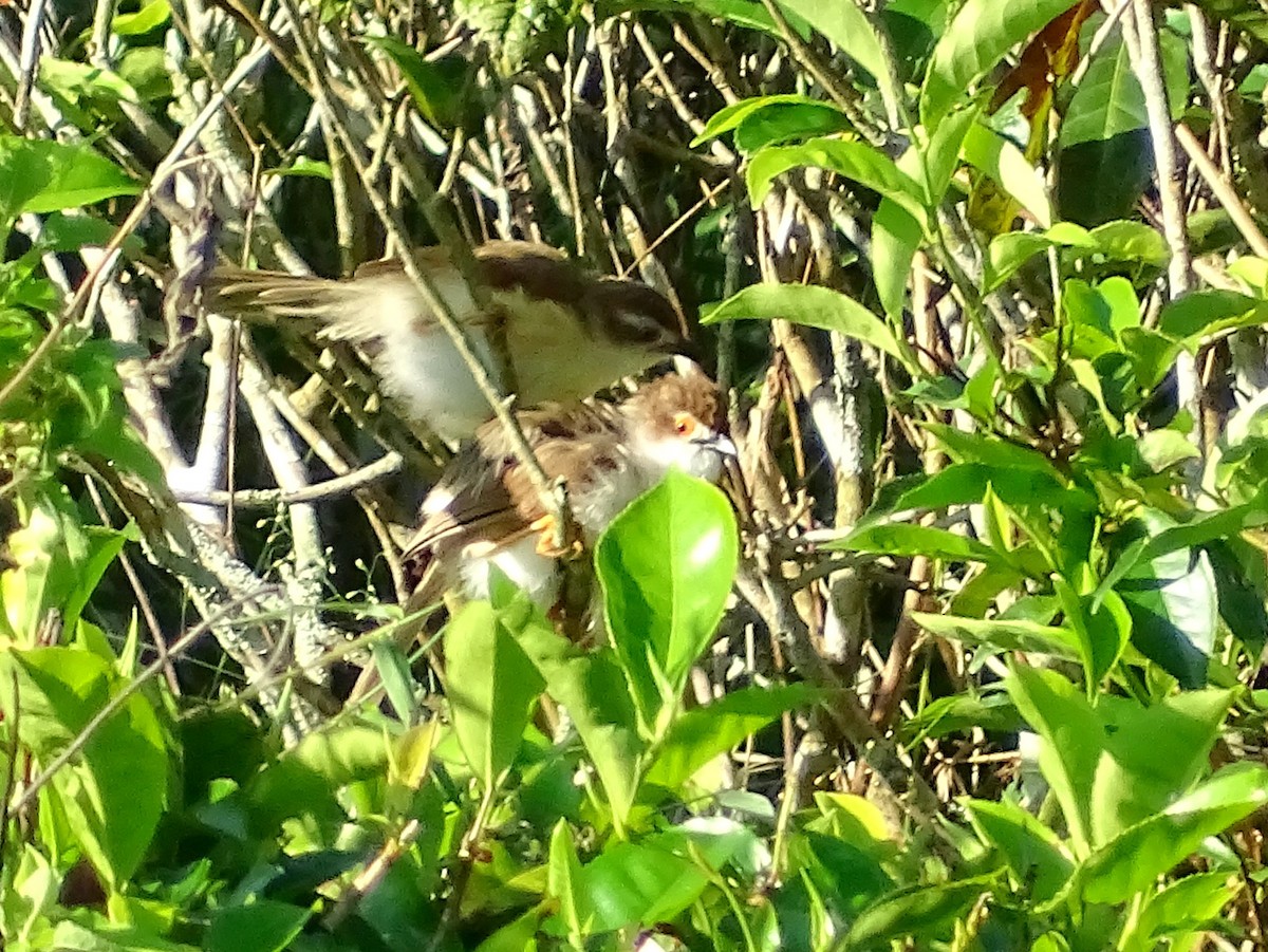 Yellow-eyed Babbler - ML620820977