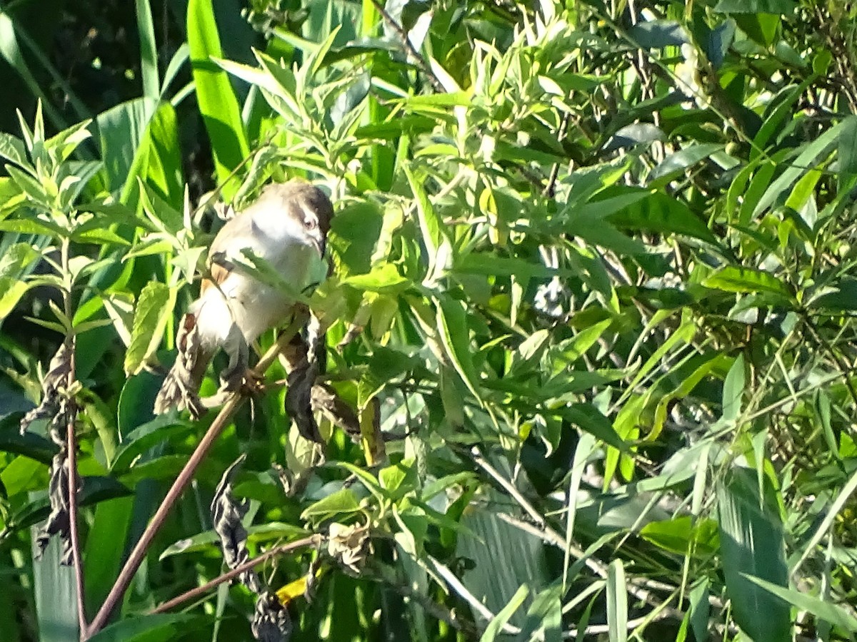 Yellow-eyed Babbler - ML620820978