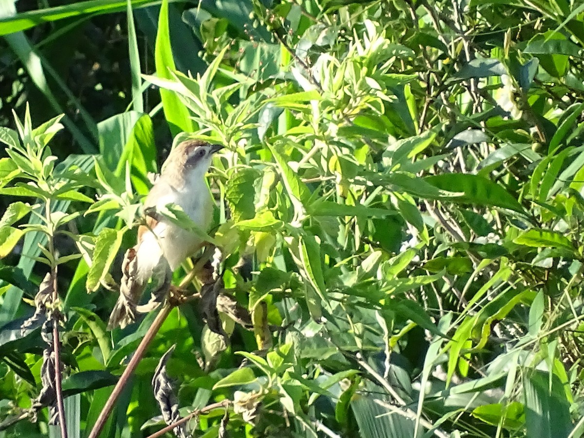 Yellow-eyed Babbler - ML620820979