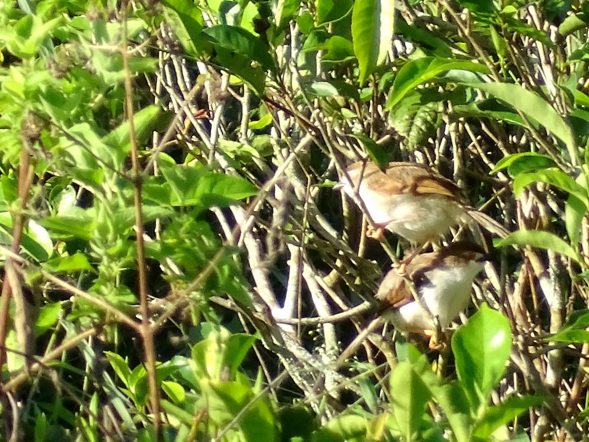 Yellow-eyed Babbler - ML620820980