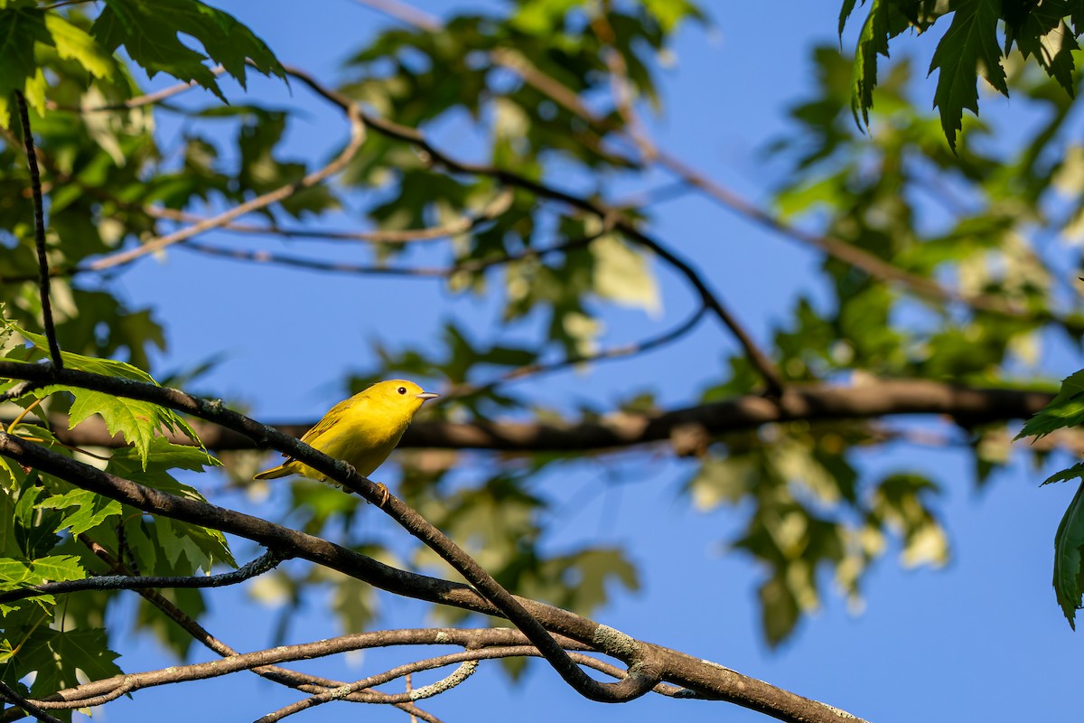 Yellow Warbler - ML620820995