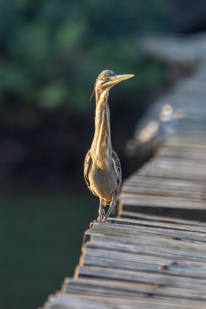 Striated Heron - ML620821001