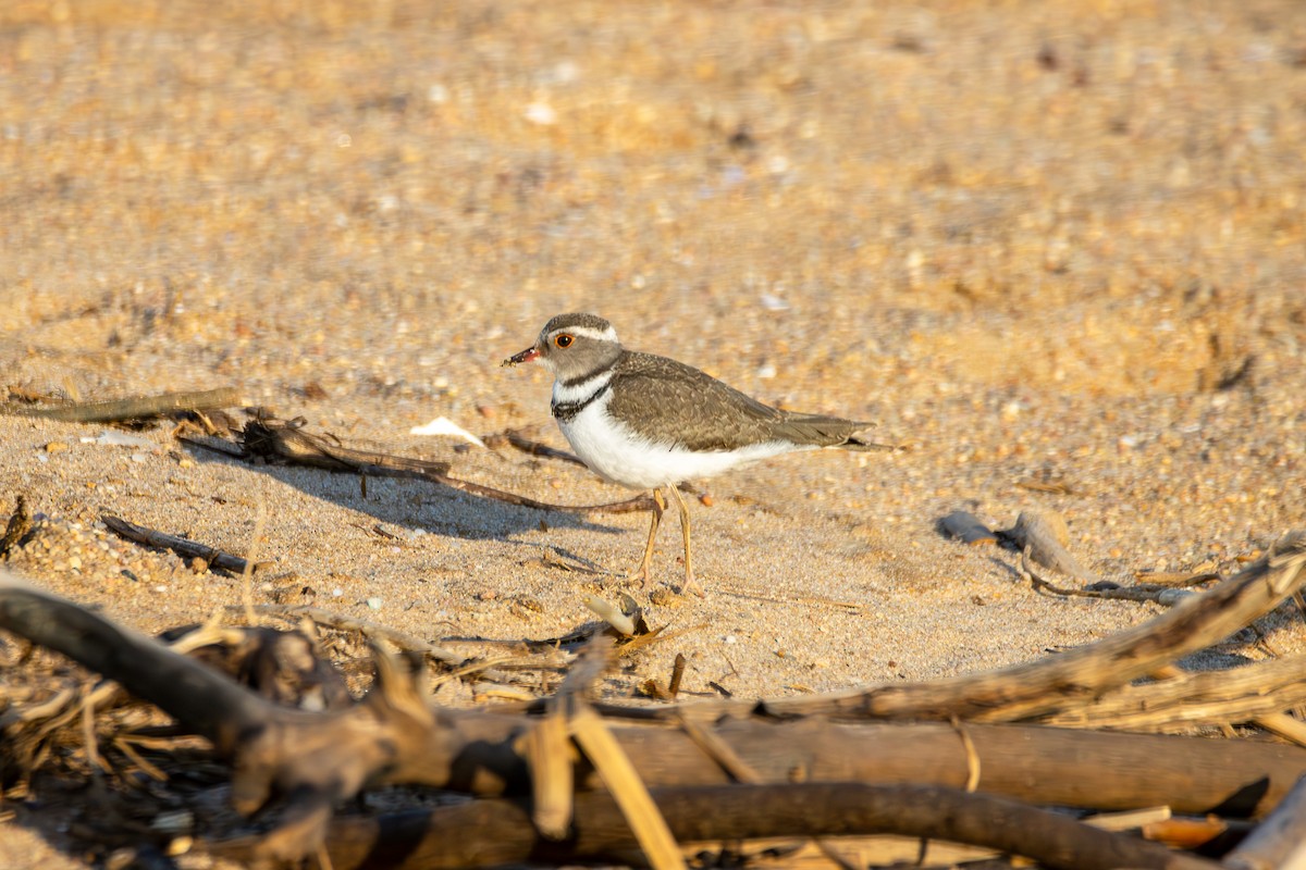 Three-banded Plover - ML620821005