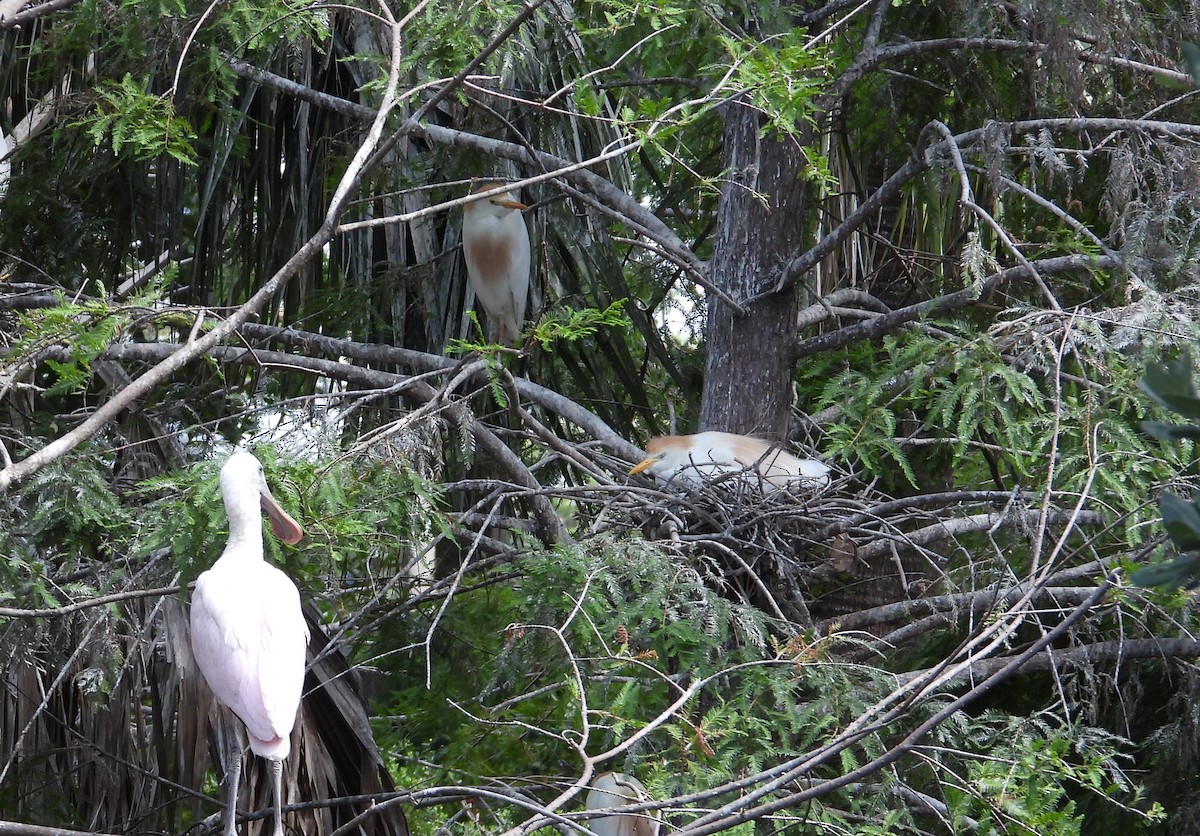 Western Cattle Egret - ML620821006