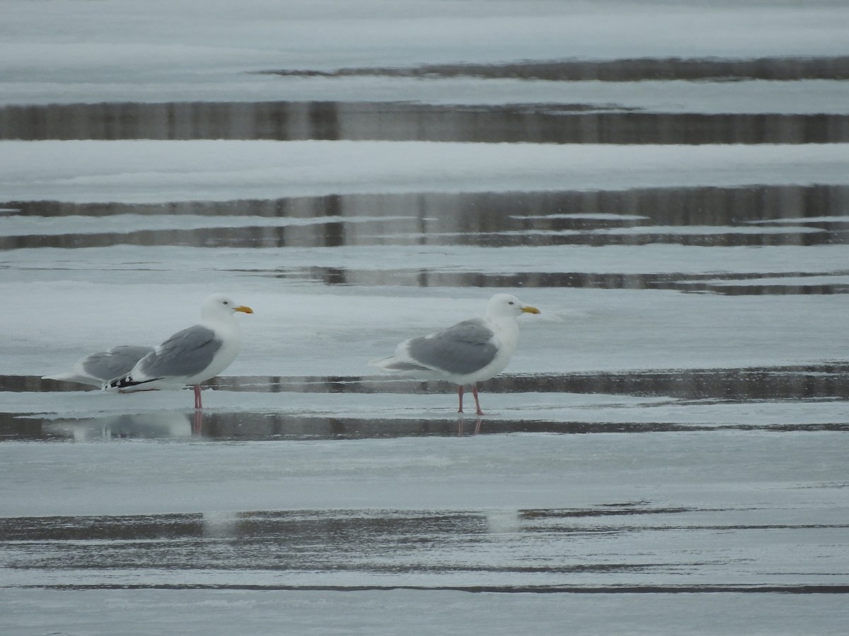 gull sp. - ML620821007