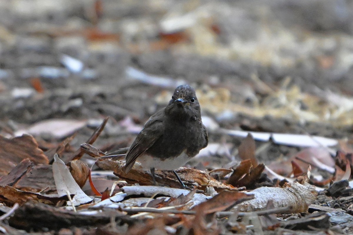 Black Phoebe - ML620821009