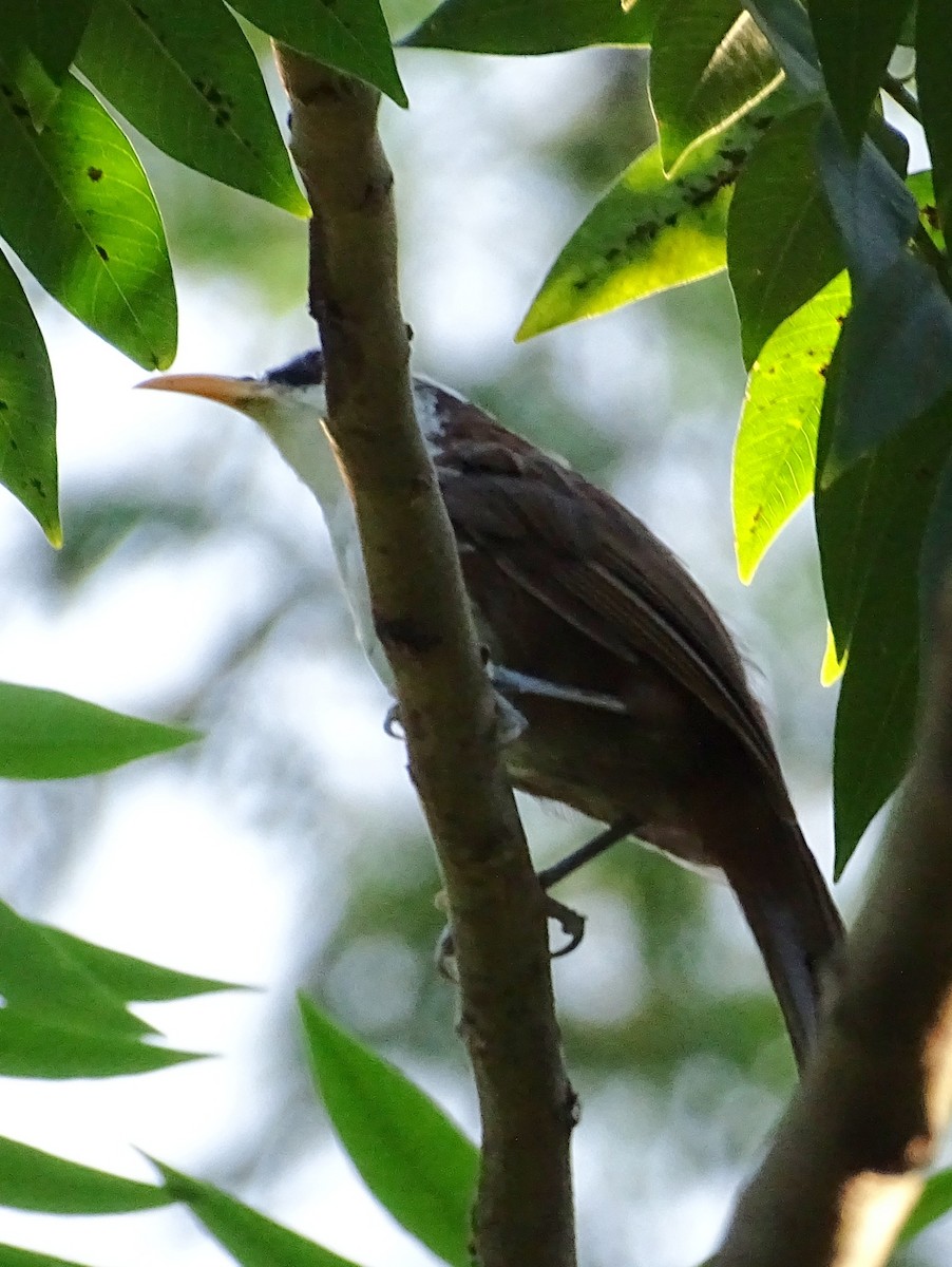 Sri Lanka Scimitar-Babbler - ML620821010