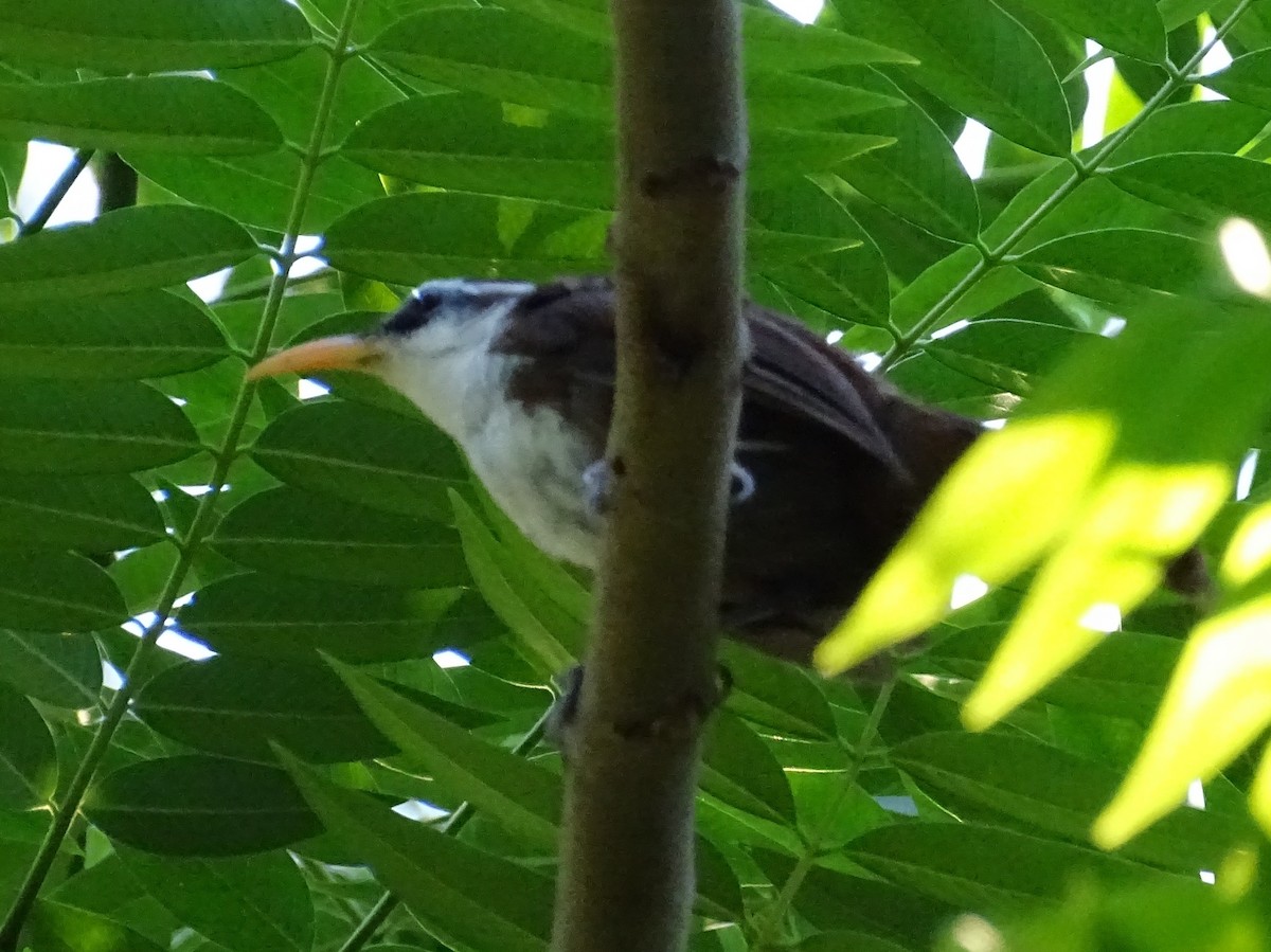 Sri Lanka Scimitar-Babbler - ML620821011