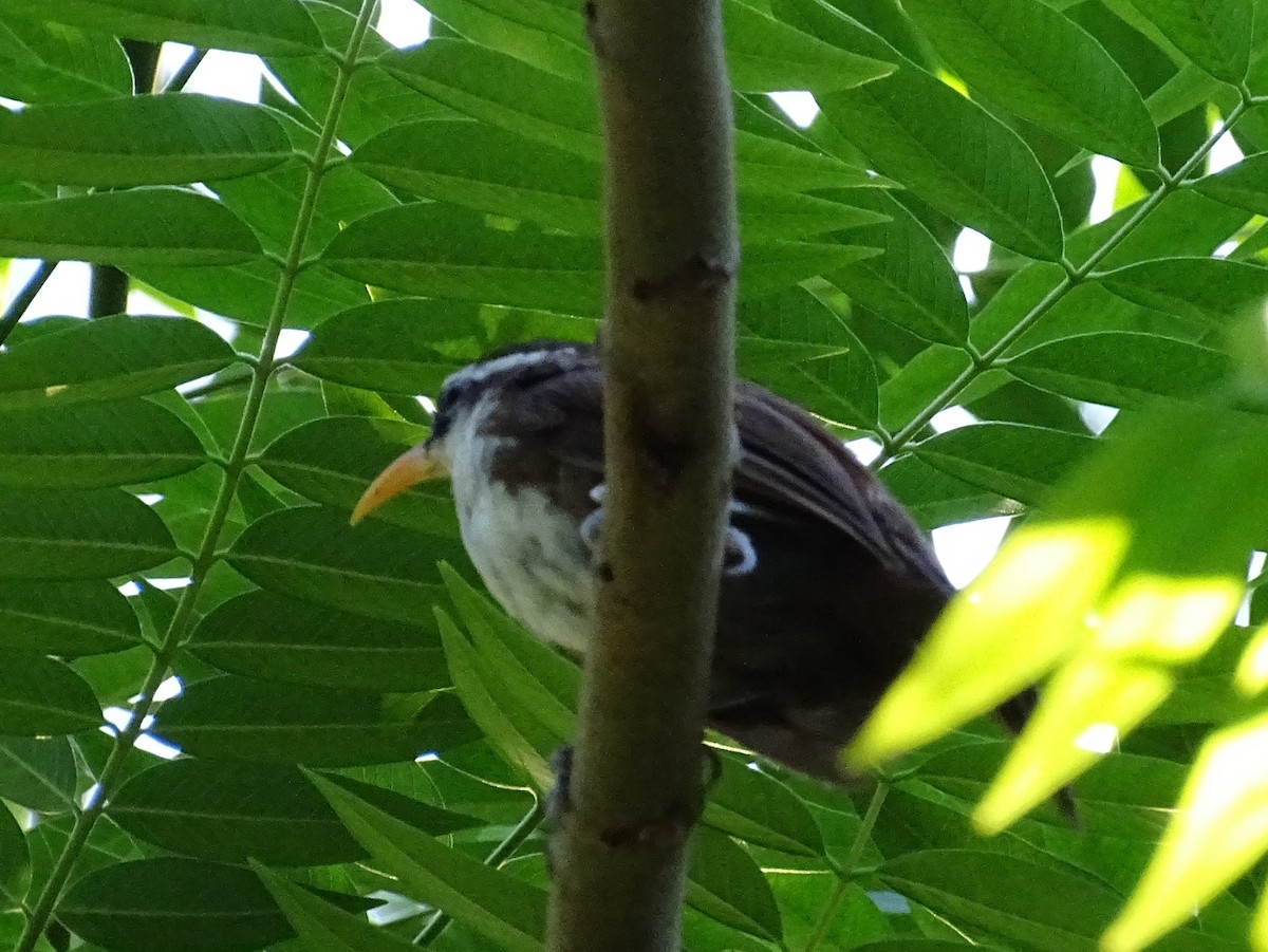 Sri Lanka Scimitar-Babbler - ML620821012