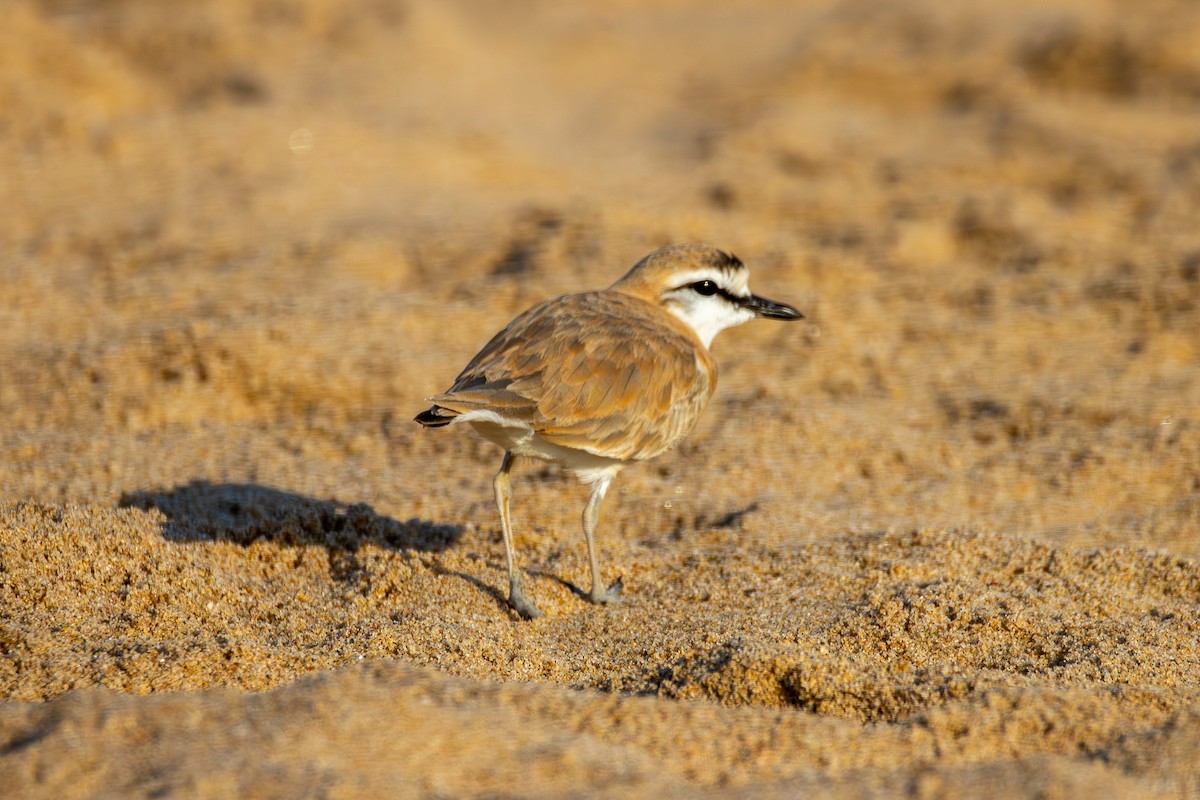 White-fronted Plover - ML620821015