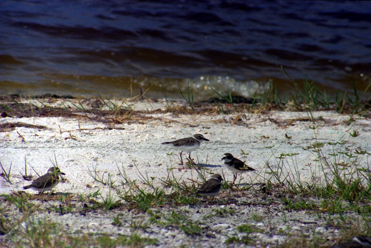 Wilson's Plover - ML620821016