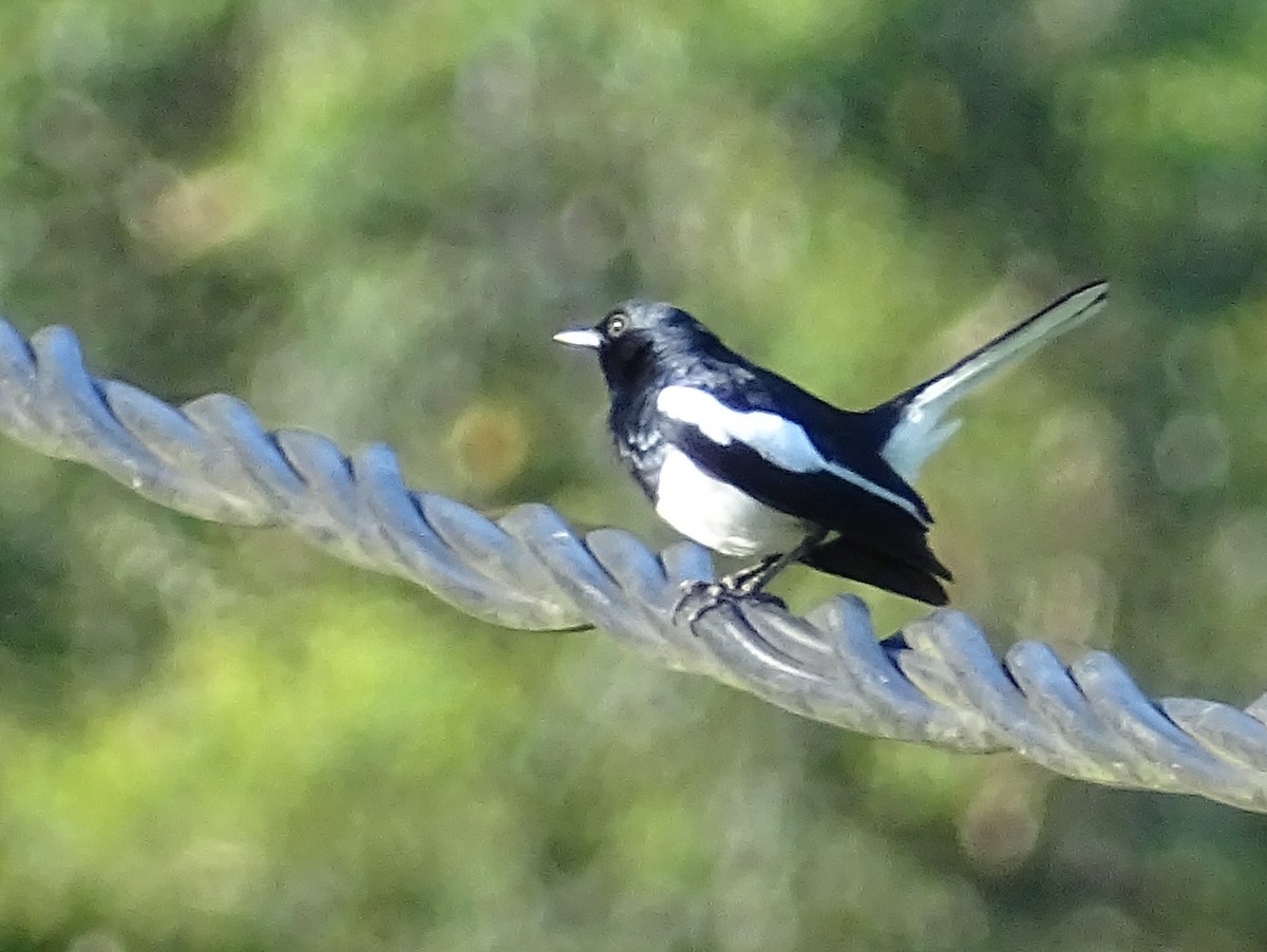 Oriental Magpie-Robin - ML620821017