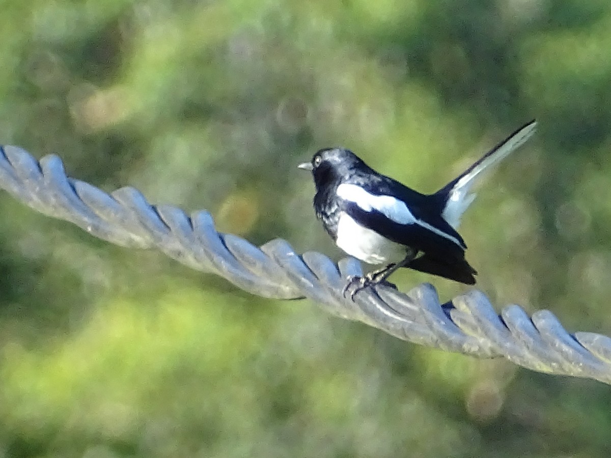 Oriental Magpie-Robin - Sri Srikumar