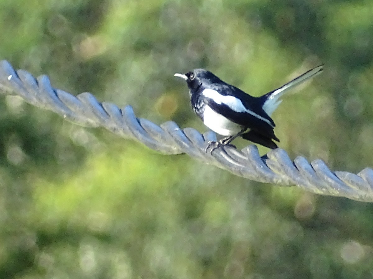 Oriental Magpie-Robin - ML620821019