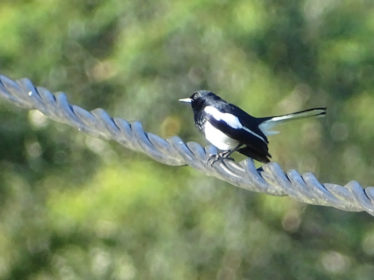 Oriental Magpie-Robin - ML620821020