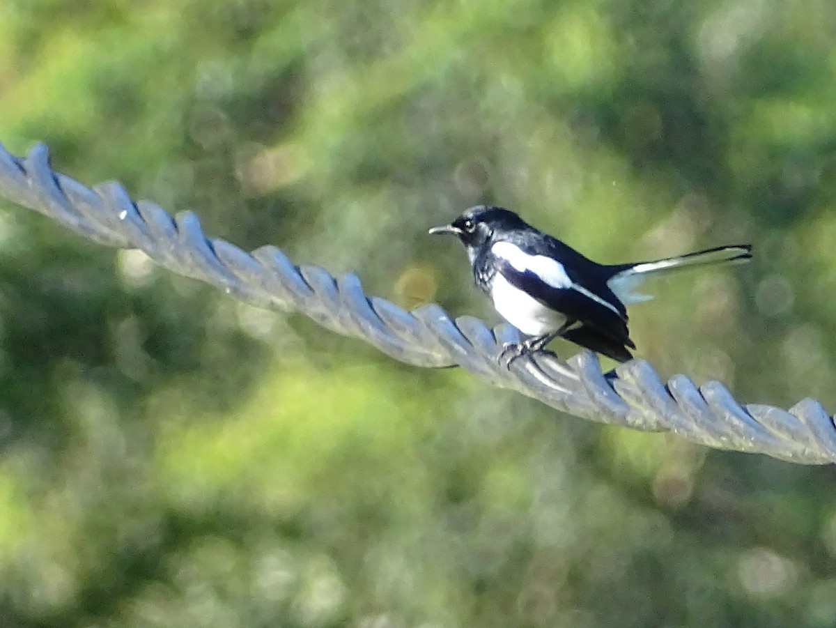 Oriental Magpie-Robin - ML620821021