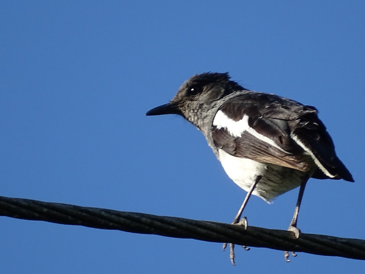 Oriental Magpie-Robin - ML620821022